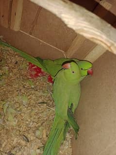 green parrots pair