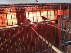 Full setup for sale In reasonable price with 12 portion cage,matki,box