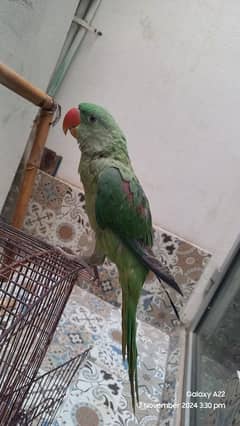 Kashmiri Raw parrot for sale