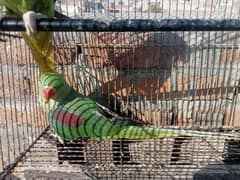 Talking raw parrot for sale