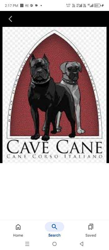 cancarso breeder pair available and great dane pups akita  available 0