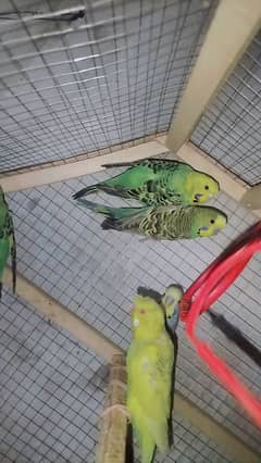 budgies parrot 700 per pair