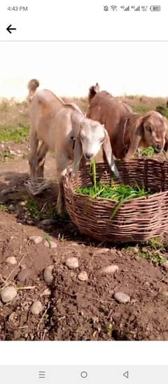 A goat with two kids for sale