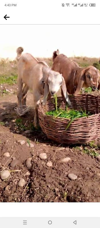 A goat with two kids for sale 0