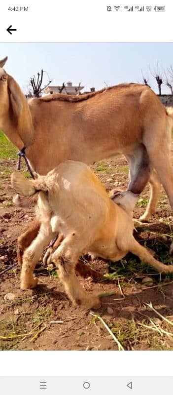 A goat with two kids for sale 1