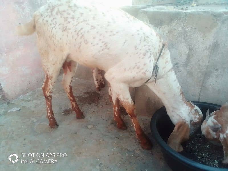 makkhi chini female and baccha for sale 0