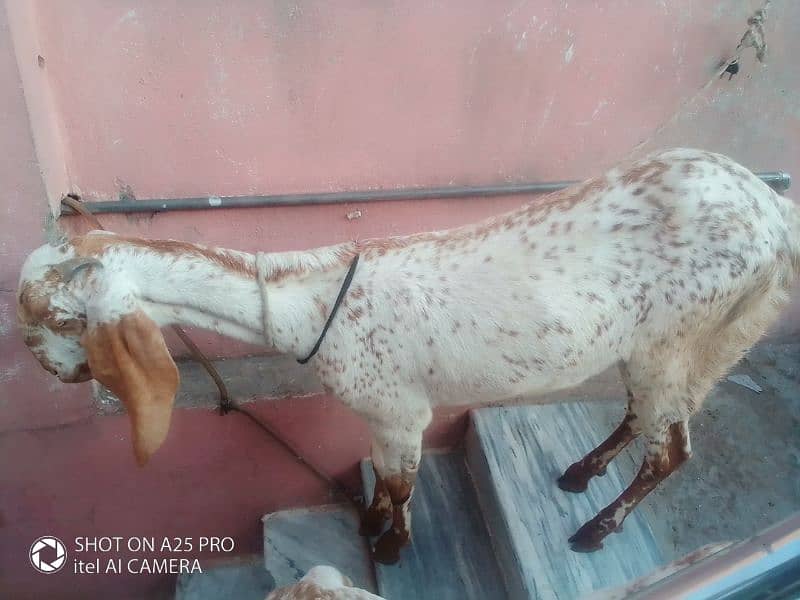 makkhi chini female and baccha for sale 3