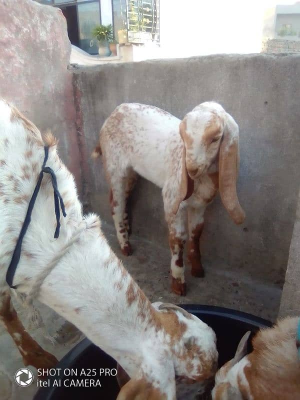 makkhi chini female and baccha for sale 4