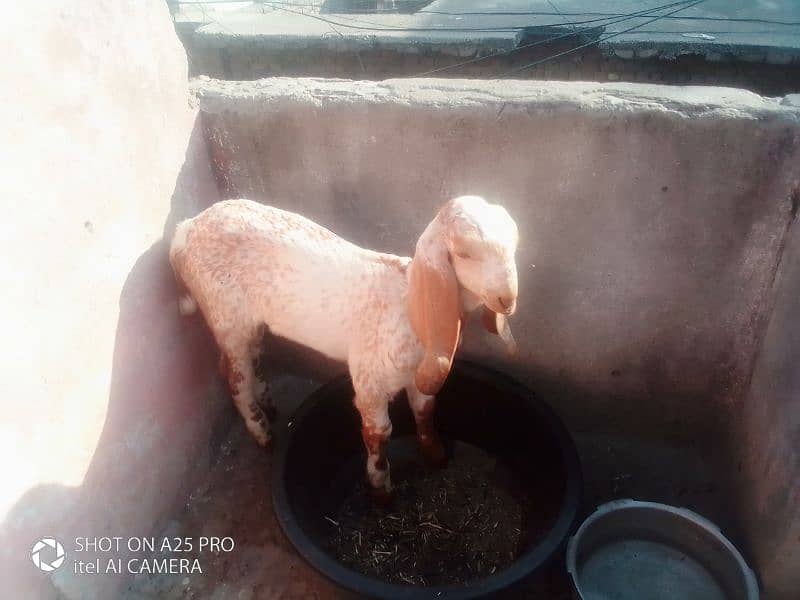 makkhi chini female and baccha for sale 5