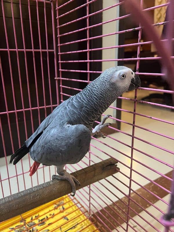 Grey Parrot 1