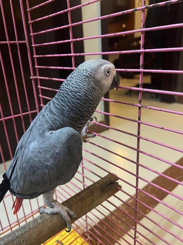 Grey Parrot 2