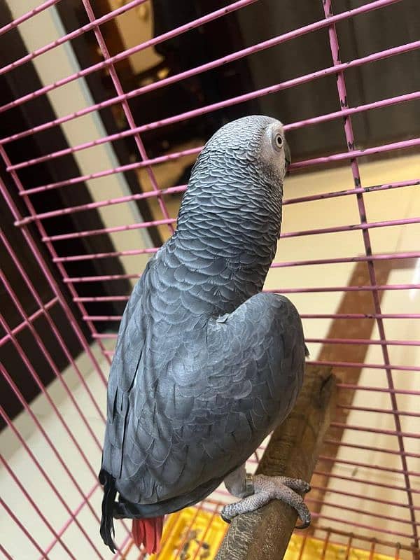 Grey Parrot 3