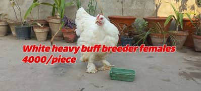 White heavy, RID breeder Silver Sebrite