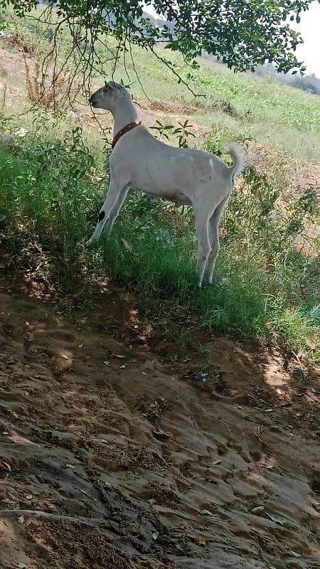 very beautiful bakra 4