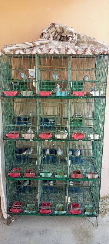 12 portion cage with breeder pair of common diamond dove 1