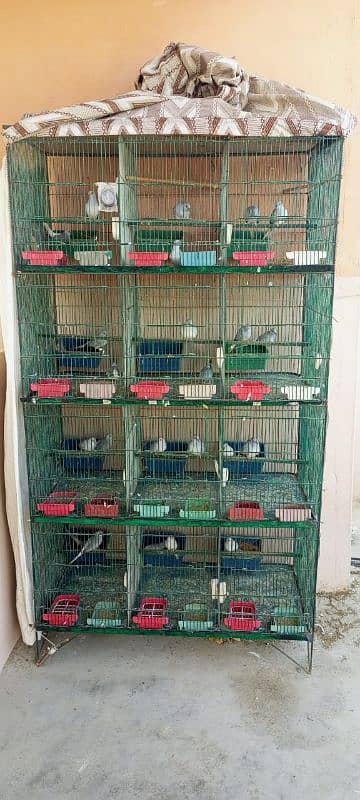 12 portion cage with breeder pair of common diamond dove 2