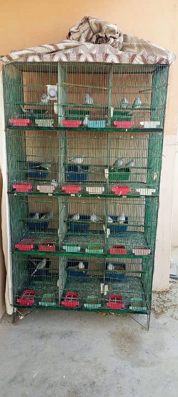 12 portion cage with breeder pair of common diamond dove 3