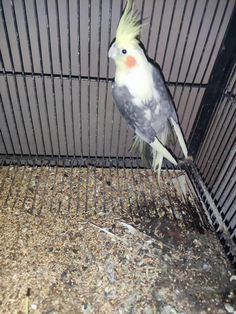 Lutino pied peal adult male 3