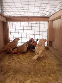 Orange zebra finches pairs