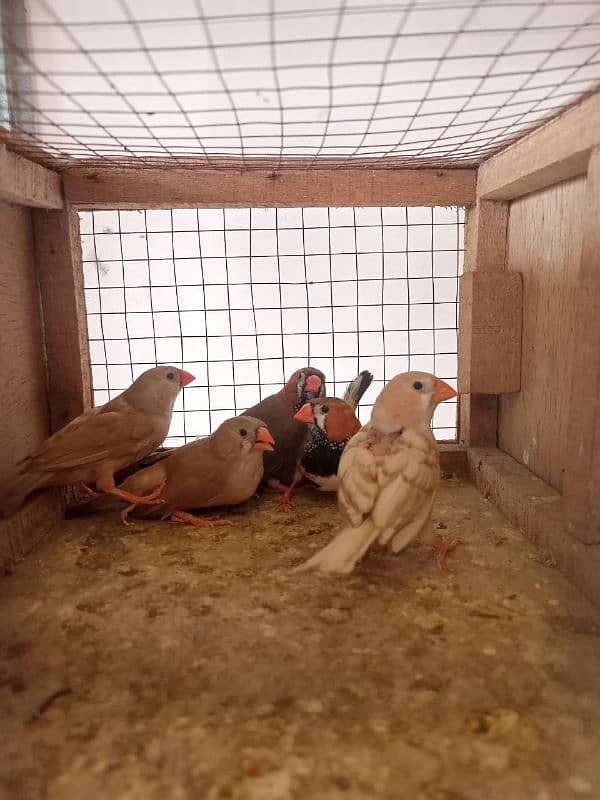 Orange zebra finches pairs 0