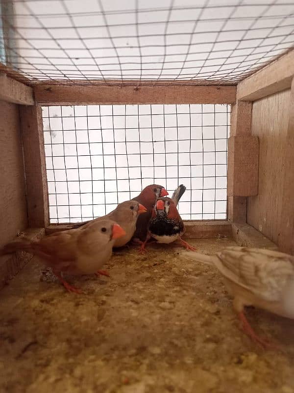 Orange zebra finches pairs 1