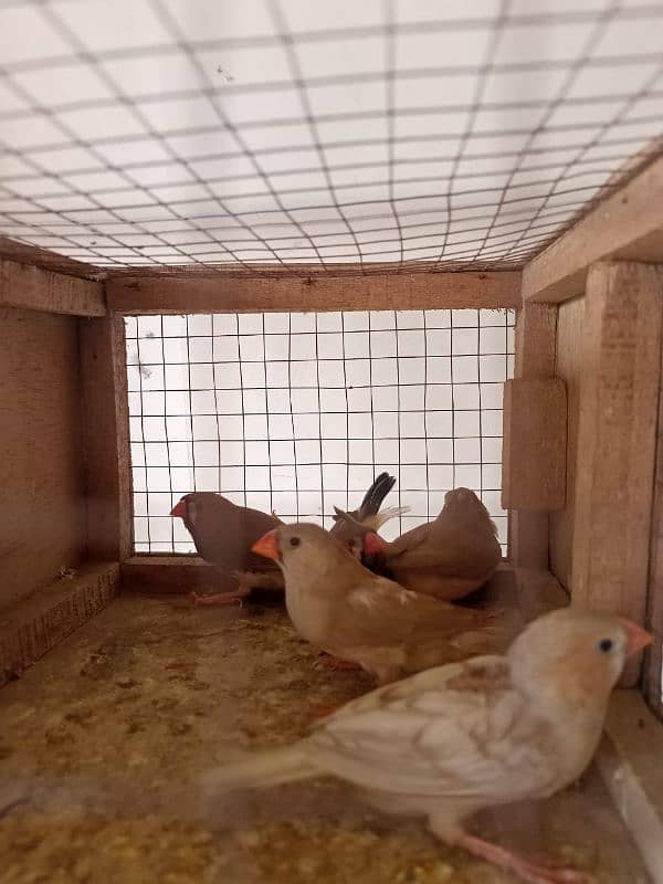 Orange zebra finches pairs 2