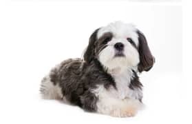 Male Shih Tzu- pure breed toy puppy