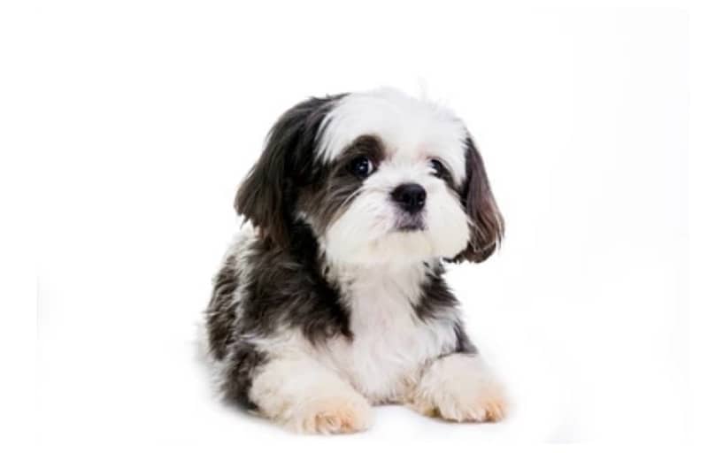 Male Shih Tzu- pure breed toy puppy 1