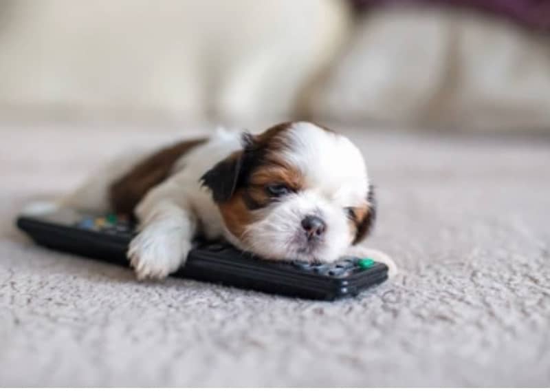 Male Shih Tzu- pure breed toy puppy 2