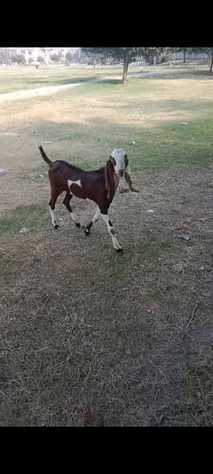 Bakra desi