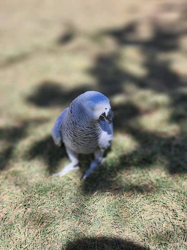 African Grey parrot 5