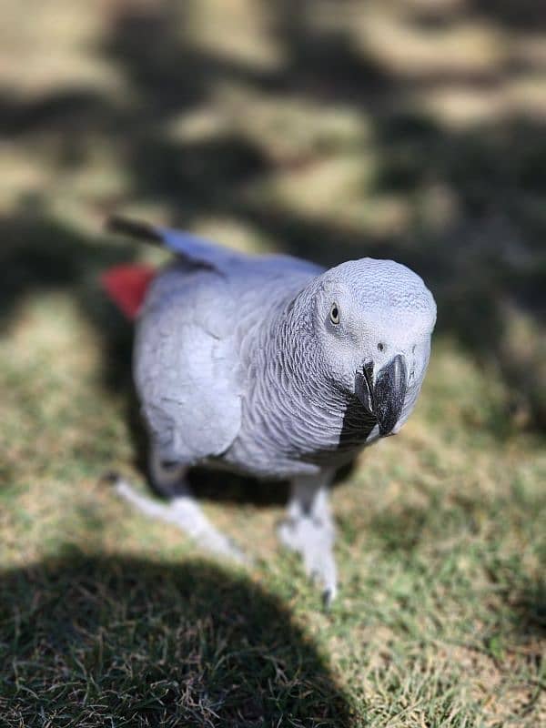 African Grey parrot 7