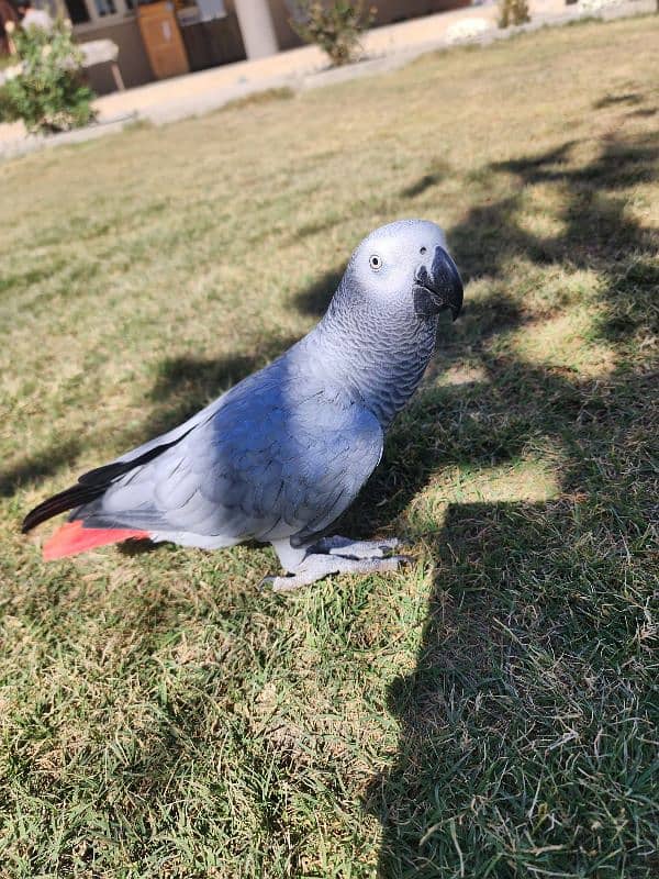 African Grey parrot 6