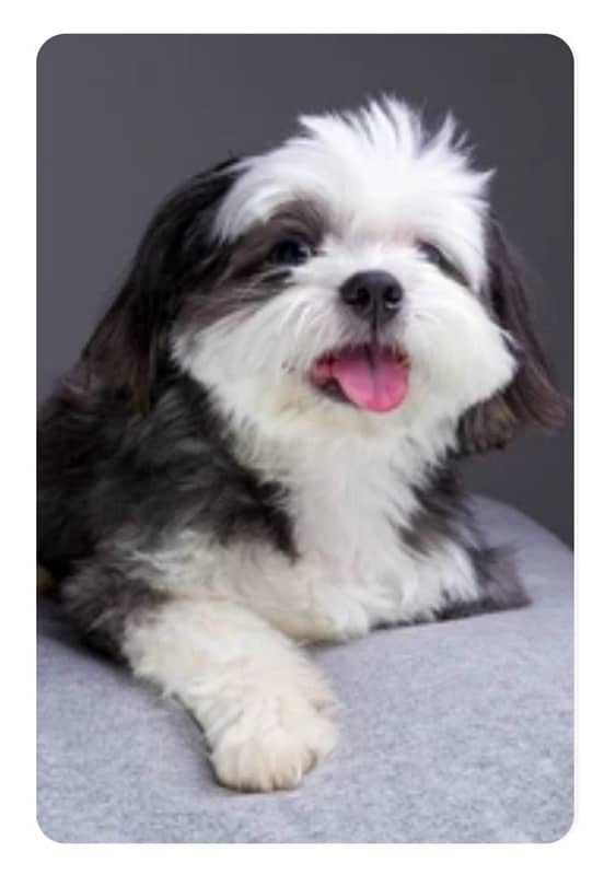 Male Shih Tzu- pure breed toy puppy 3