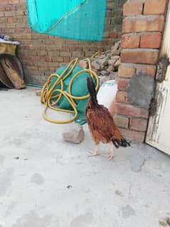 Pure aseel hen and cage for urgent sale