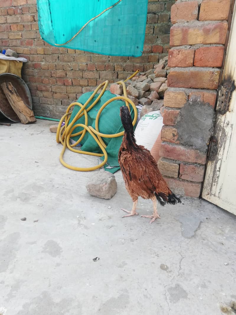 Pure aseel hen and cage for urgent sale 0