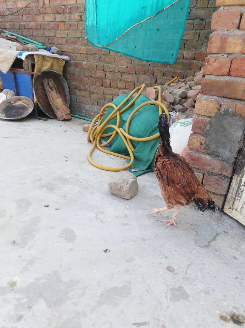 Pure aseel hen and cage for urgent sale 1