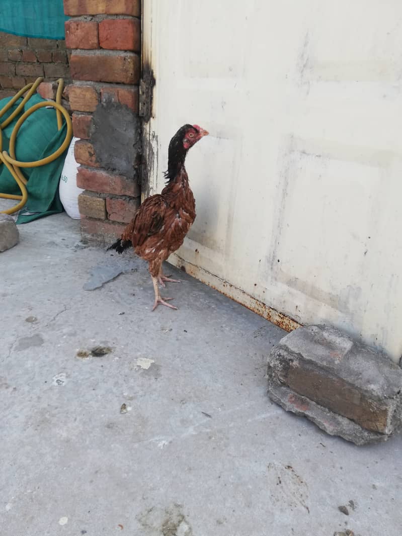 Pure aseel hen and cage for urgent sale 2