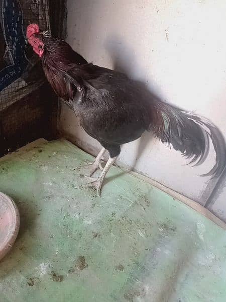 Aseel hen for sale active and healthy 1