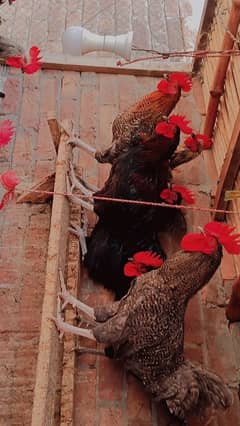 pure Australorp and mishri golden males for sale