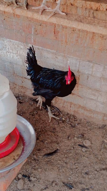 mishri golden murgay available healthy males for sale 4