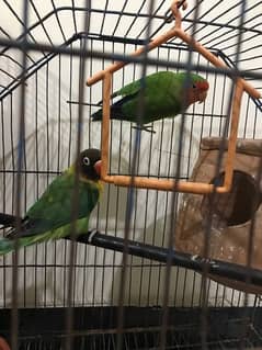 love bird for sale