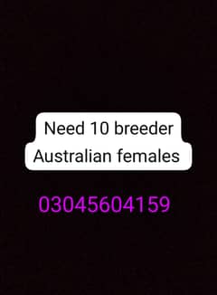 need Australian female breeder