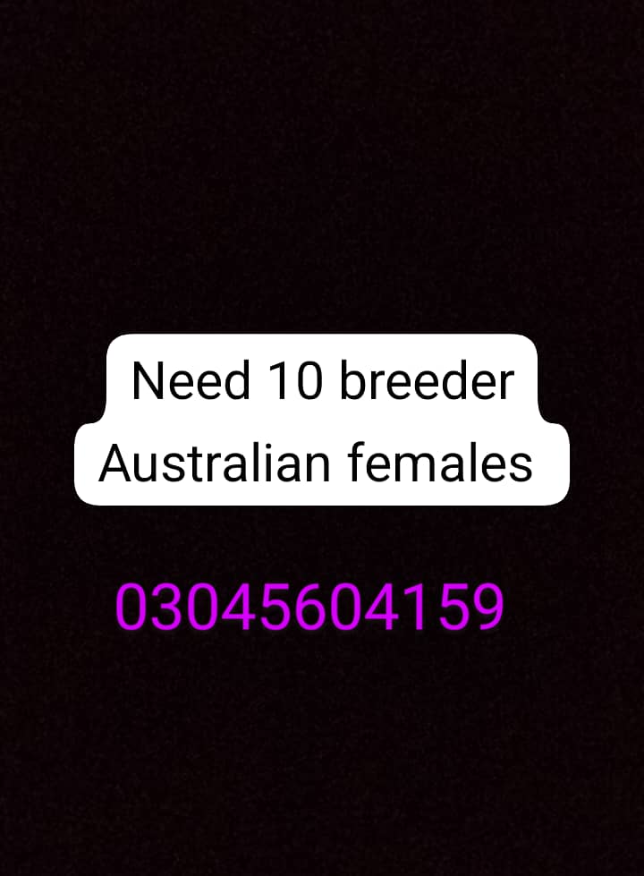 need Australian female breeder 0