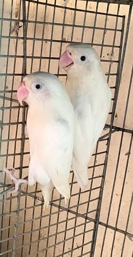 ALBINO  BLACK EYE  pair with three portion cage 0