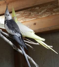 breeder pair with eggs.