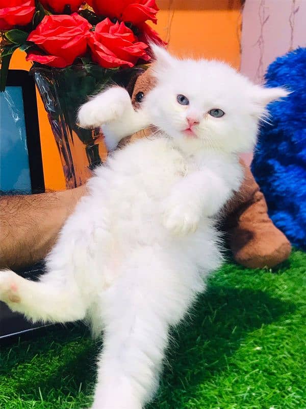 Persian cat 9