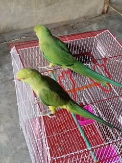 Selling Pair of 02 Green Parrot Best for Breading