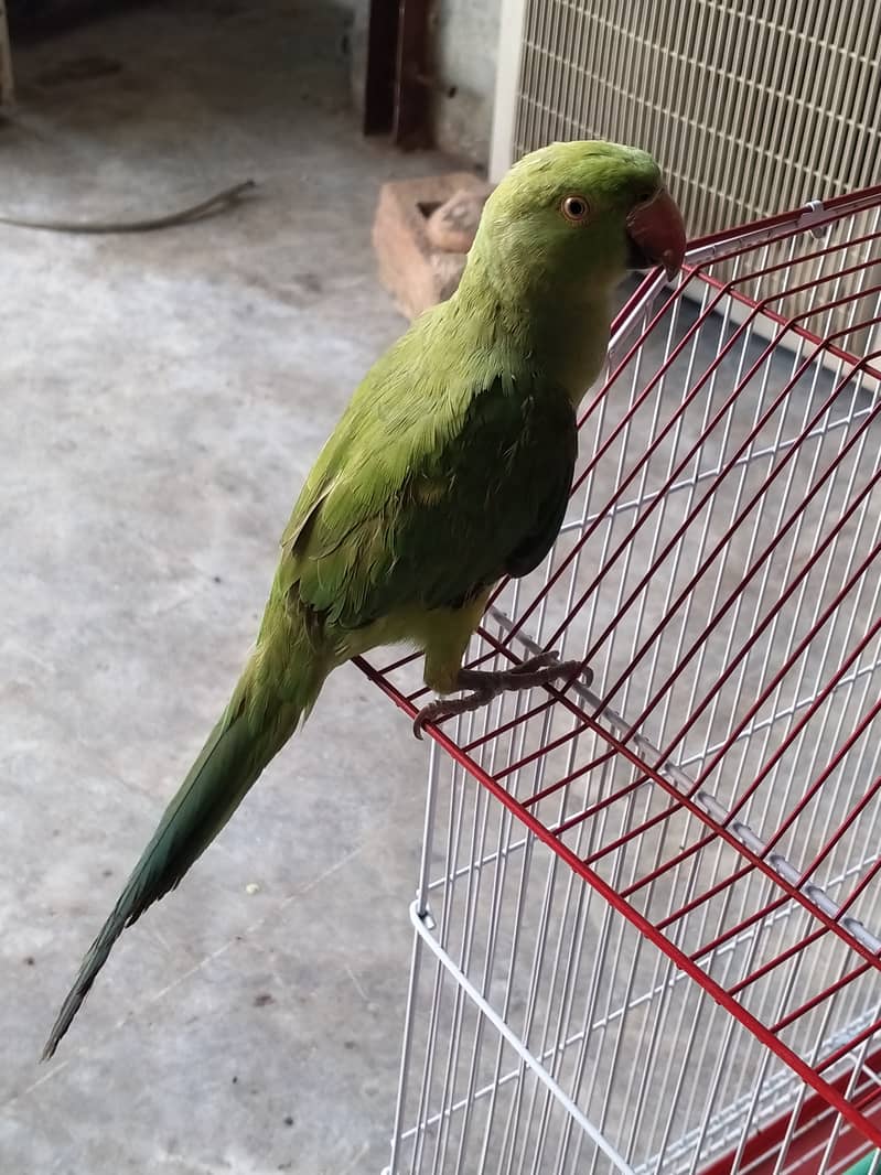 Selling Pair of 02 Green Parrot Best for Breading 1