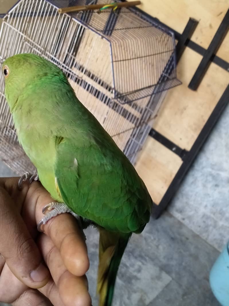 Selling Pair of 02 Green Parrot Best for Breading 2